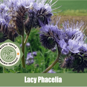 Lacy Phacelia, scientifically known as Phacelia tanacetifolia